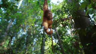 Experience a world beyond imagination - The Secret Lives of Animals