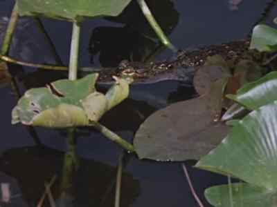 Experience has taught them
to pay special attention - Prowlers of the Everglades