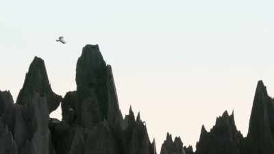 Expert hunters patrol the exposed rock. - Our Great National Parks