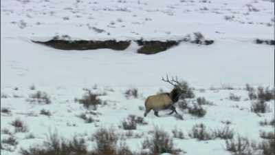 Exploding elk populations
were brought back - Yellowstone: One-Fifty