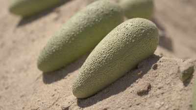 Exposed to the midday sun,
the eggs would soon cook. - Prehistoric Planet