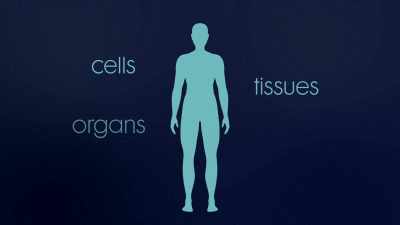 External is cells,
tissues, organs, the body. - The Way of Miracles