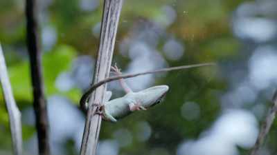 Extra-large footpads help them hang on - Tiny World