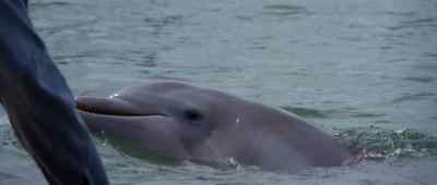 Fa go now. - The Day of the Dolphin