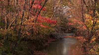 Fall colors - The Incredible Dr. Pol
