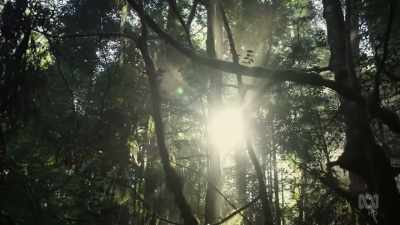 Familiar screams fill the forest. - David Attenborough's Tasmania