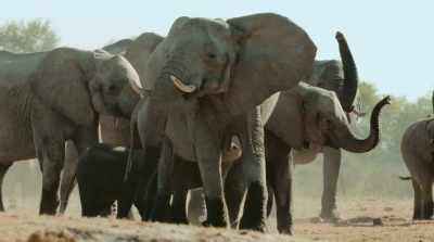 Family is
more than just the herd. - Surviving Paradise: A Family Tale