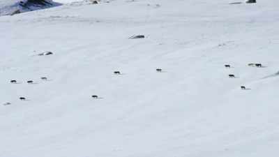 Far across the valley,
a legion is gathering: - Epic Yellowstone