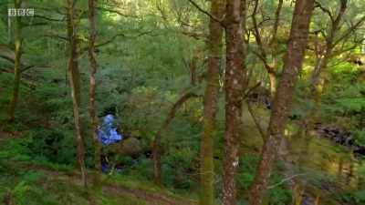Far from the beavers' pools, - Wales: Land of the Wild