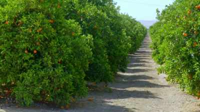 Farmers here grow everything
from apricots to rice - Engineering Catastrophes