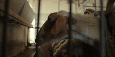 Farmers keep rearing animals. - Chef's Table: Pizza
