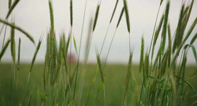 Farmers need to realize,
is that the bees are, - The Pollinators