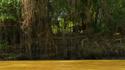 Farther along the river, dense vegetation provides better cover, - Our Planet