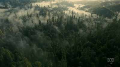 ..fast-growing trees that evolved
on the dry Australian mainland. - David Attenborough's Tasmania