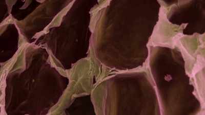 Fat cells travel to the liver, - Human: The World Within