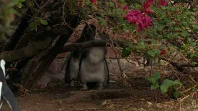 Fat chance. - Penguin Town