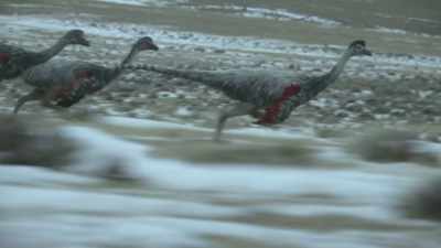 Feathered Ornithomimus
are quick to take advantage. - Prehistoric Planet