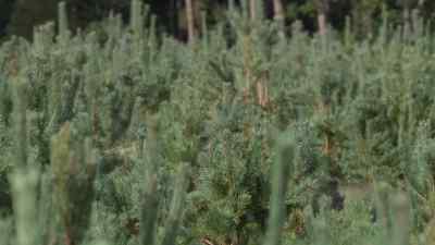 Feeding amongst these pine saplings, Tethyshadros. - Prehistoric Planet