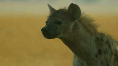 Feeding the family
is her responsibility. - Serengeti