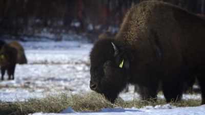 Feel adventurous? - United States of Animals