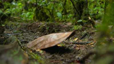 Female Carolas
don't visit messy display courts. - Dancing with the Birds