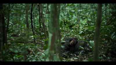 Female chimps mate with multiple males. - Chimp Empire