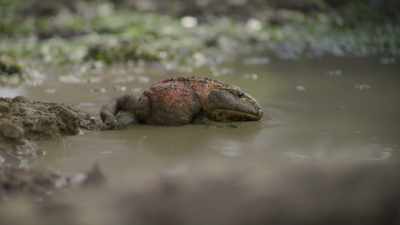 Female devil toads are fussy,
so he needs to find a good spot. - Prehistoric Planet