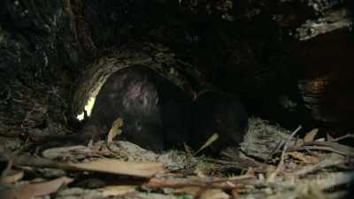 Female devils are
receptive three times - David Attenborough's Tasmania
