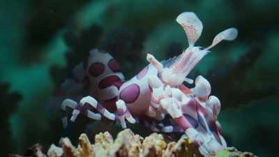 Female harlequin shrimps - Super/Natural