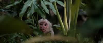 Female. - Ace Ventura: When Nature Calls