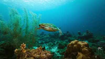 Female sea turtles return
every two to three years - The Year Earth Changed