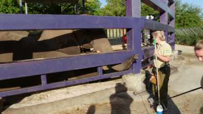 FEMALE VOICE 1: Good boy. Mac, trunk.
(LAUGHS) - Magic of Disney's Animal Kingdom