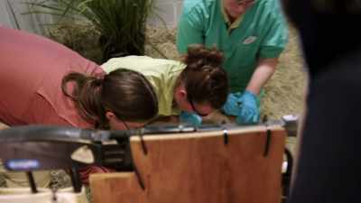 FEMALE VOICE 1: One, two, three. - Magic of Disney's Animal Kingdom