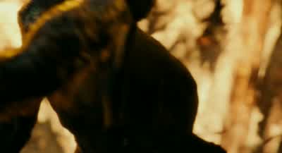 Females and young stay in woods... - Dawn of the Planet of the Apes