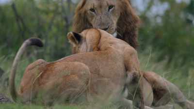 Females are only able to conceive
once every few months. - Dynasties