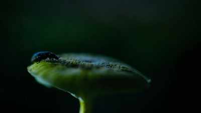 Females will only make their move
when the males flash in sync. - Super/Natural