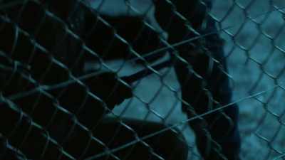 [ Fence rattling ] - The Crossing