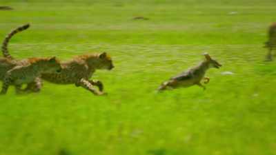 Fending them off is as exhausting
as hunting prey. - Serengeti