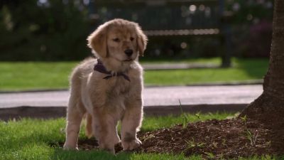 Fernfield Home sweet dirt - Snow Buddies