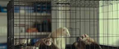 - (ferrets continue squeaking)
- (students chattering) - The Animal Kingdom