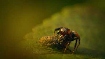 Few animals do stranger things for love, - Super/Natural