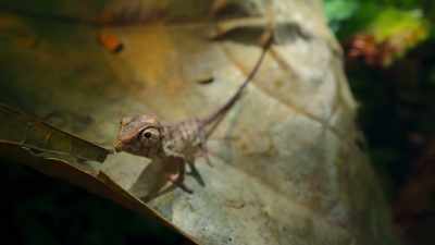 Few animals perfect their
superpowers so quickly in life. - The Secret Lives of Animals