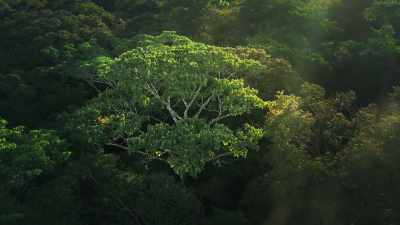 Few balsas live
longer than 20 years. - The Green Planet
