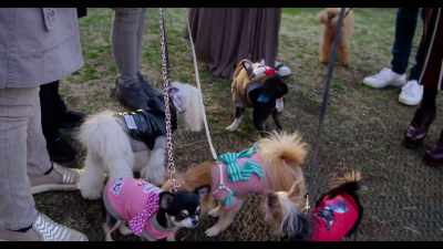 Fewer and fewer people are getting married - Dogs
