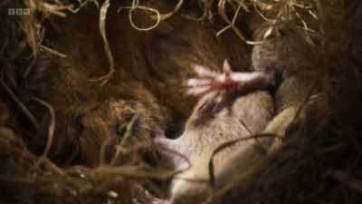 Field voles breed successfully
when grasses aren't cut short, - Wild Isles