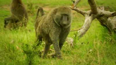 Fighting back would only
provoke him more, - Serengeti