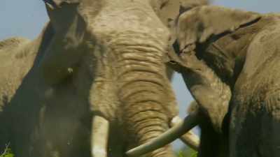 Fights between old tuskers
are fierce. - Serengeti