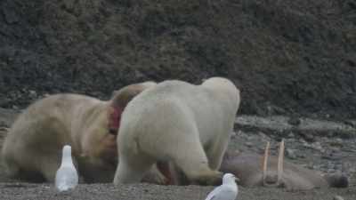 Fights break out. - Frozen Planet II