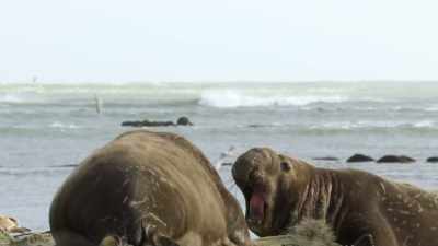 Fights regularly break out
between the two-ton males. - Our Great National Parks