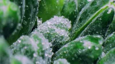 Figuring out how to freeze food
and keep it frozen - Aussie Inventions That Changed The World